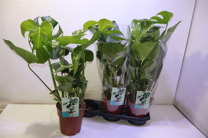 <h4>arr8 Monstera Deliciosa</h4>
