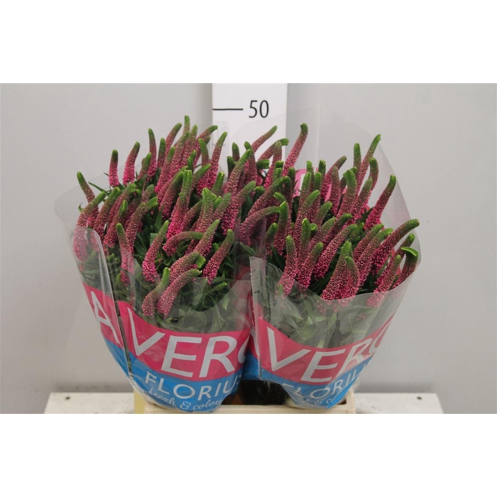 <h4>Veron Smart Iselle</h4>