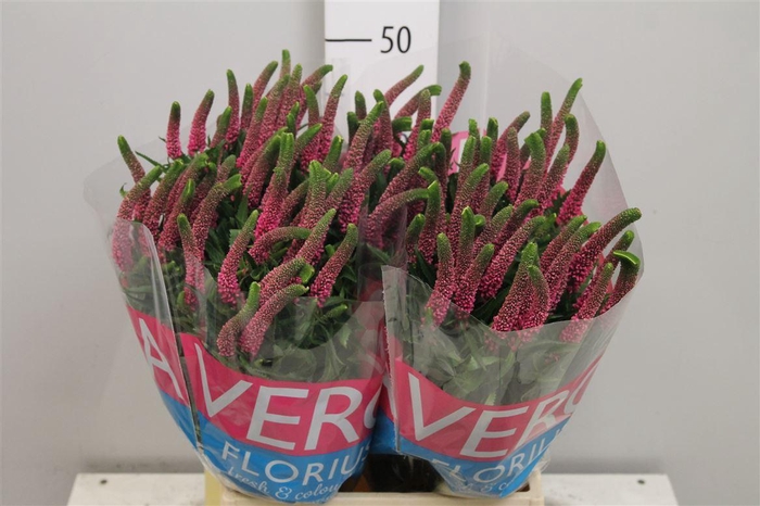 <h4>Veron Smart Iselle</h4>