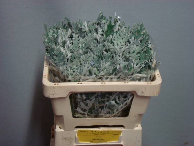 <h4>JACOBAEA MARITIMA</h4>