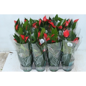 ANTHURIUM MINI MILLION PURE P09
