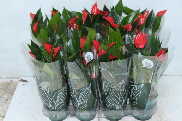 <h4>ANTHURIUM MINI MILLION PURE P09</h4>