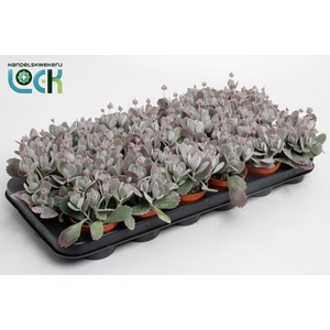 Kalanchoe Pumila