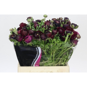 Ranunculus Elegance Black Extra