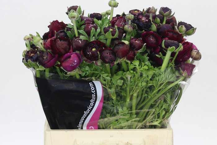 <h4>Ranunculus Elegance Black Extra</h4>