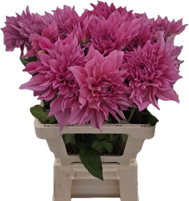 <h4>DAHL CAFE LAIT ROSE</h4>