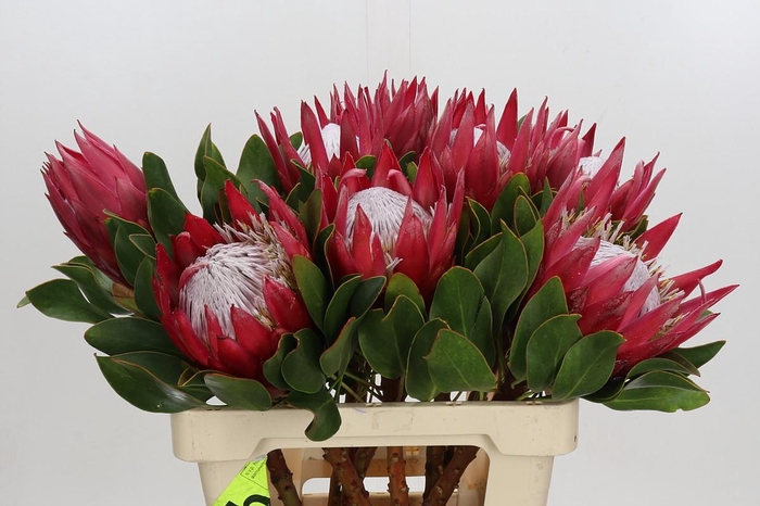 <h4>Protea Cynaroides Madiba</h4>