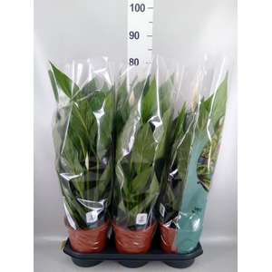 Spathiphyllum  'Bingo Cupido'