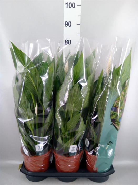 <h4>Spathiphyllum 'Bingo Cupido'</h4>