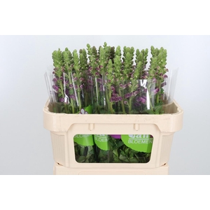 Antir Avignon Da Red