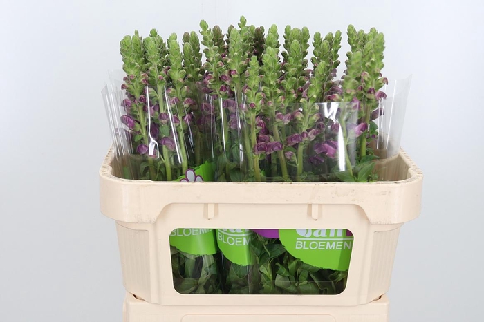 <h4>Antir Avignon Da Red</h4>