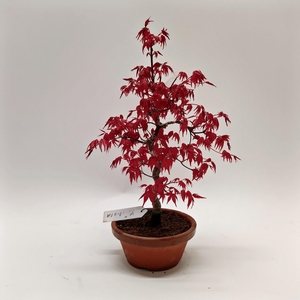 Acer Deshojo Bonsai 12 cm (herkomst: Japan)