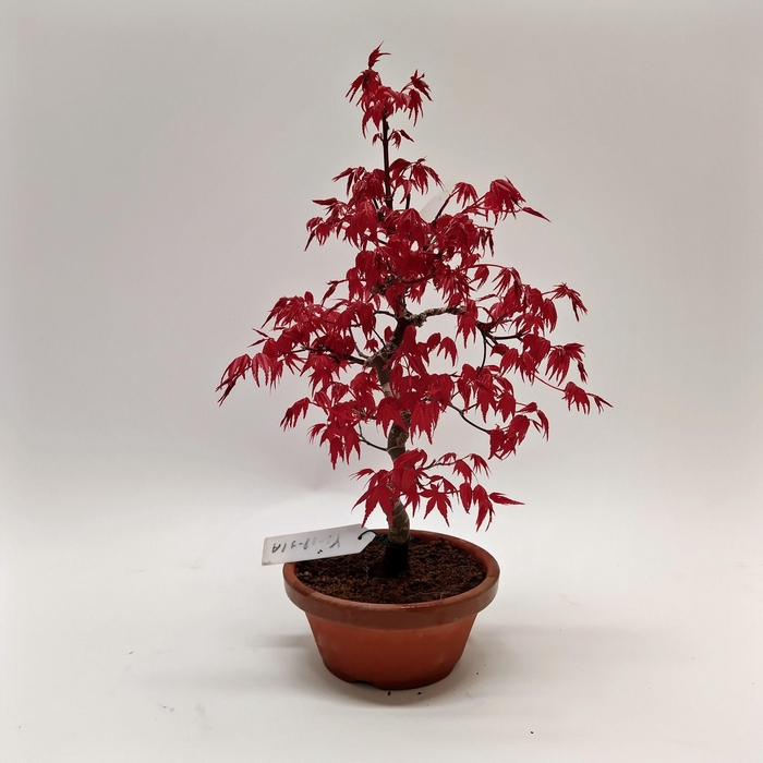 <h4>Acer Deshojo Bonsai 12 cm (herkomst: Japan)</h4>