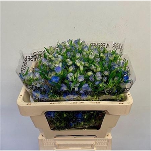 DELPH EN ENERGY BLUE