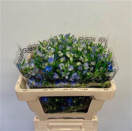 <h4>DELPH EN ENERGY BLUE</h4>