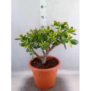 Crassula ovata 'Sunset'