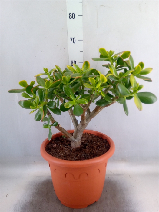 <h4>Crassula ovata 'Sunset'</h4>