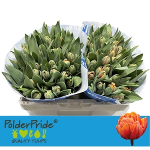 Tulipa do orange princess