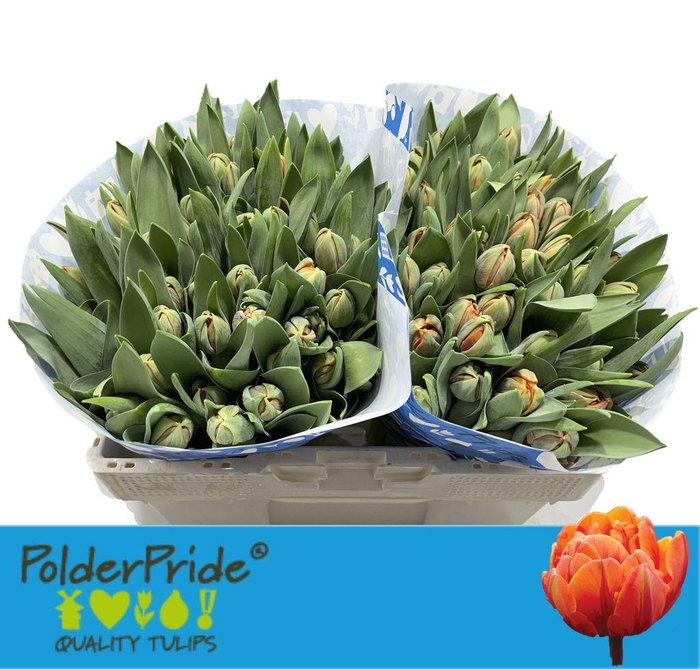 <h4>Tulipa do orange princess</h4>