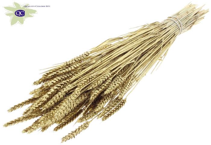 Triticum per bunch gold + glitter