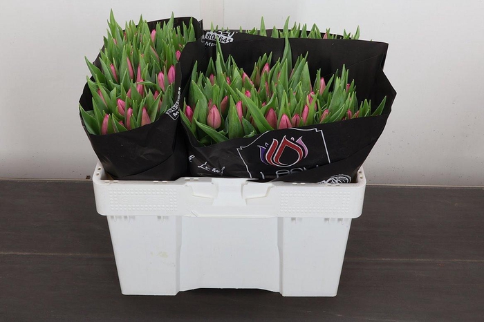 <h4>Tu En Christm Dream</h4>