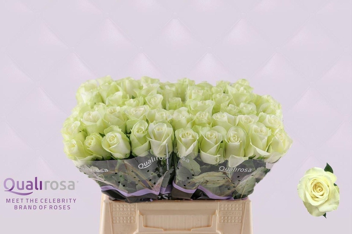 <h4>ROSA GR 'SNOWSTORM'</h4>