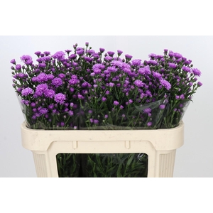 Aster Astee Karmijn