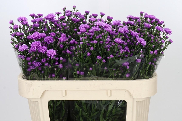<h4>Aster Astee Karmijn</h4>