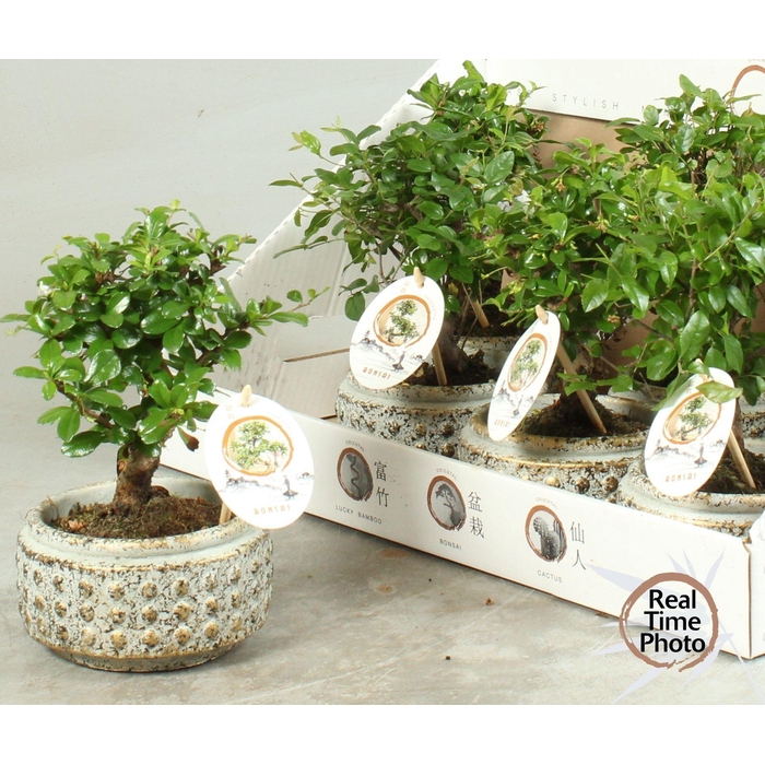 <h4>BONSAI GEM</h4>