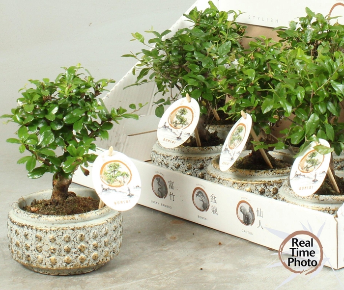 BONSAI GEM
