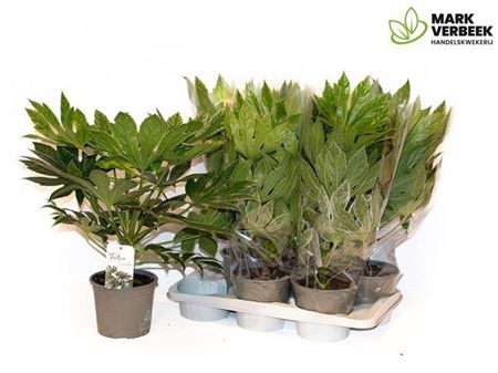 Fatsia Variegata