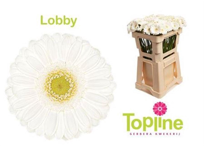 <h4>Ge Mi Lobby</h4>