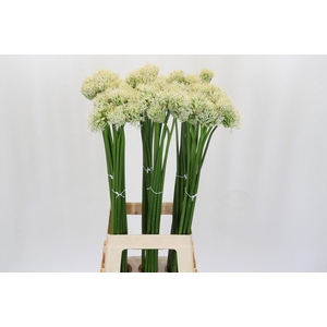 Allium Mount Everest