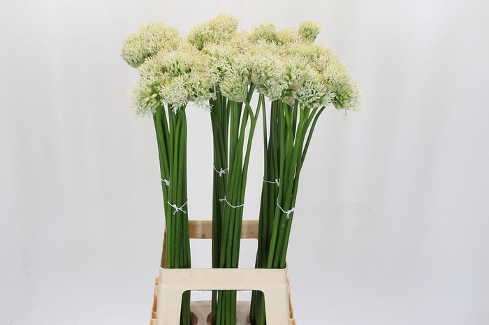 <h4>Allium Mount Everest</h4>