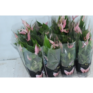 ANTHURIUM LILLI P09 PREMIUM