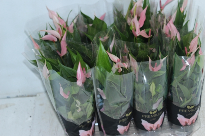 <h4>ANTHURIUM LILLI P09 PREMIUM</h4>