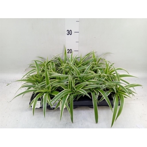 Chlorophytum com. 'Ocean'