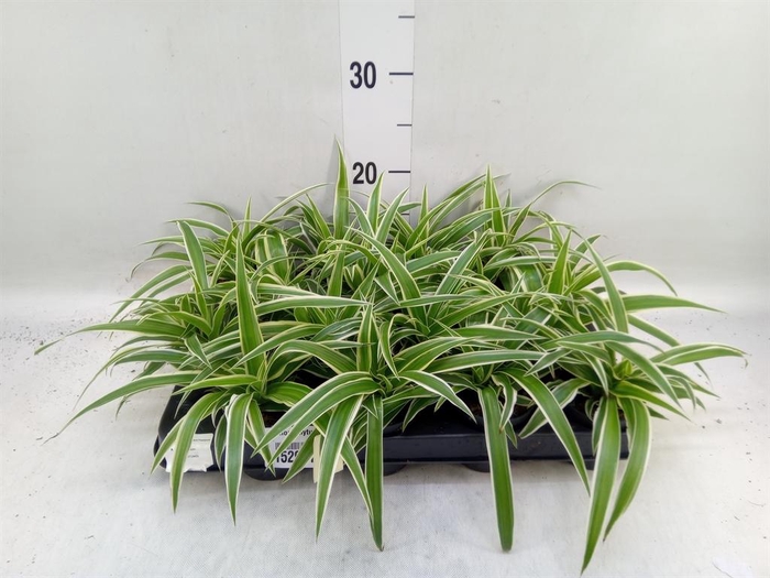 <h4>Chlorophytum com. 'Ocean'</h4>