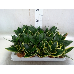 Sansevieria trifa. 'Hahnii'