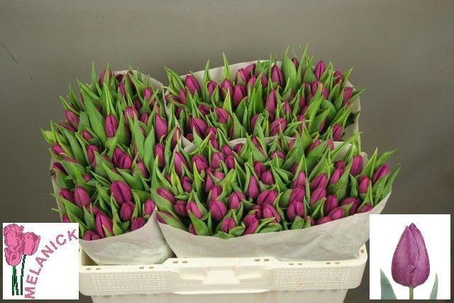 <h4>TU EN PURPLE PRINCE</h4>