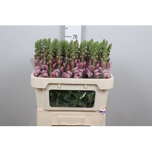 Antir Poto Lavender