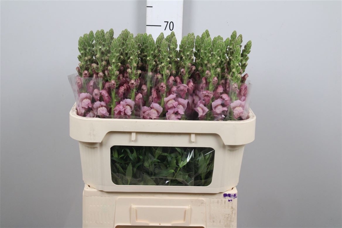 <h4>Antir Poto Lavender</h4>