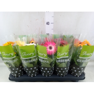 Gerbera  'Ivory'   ...mix