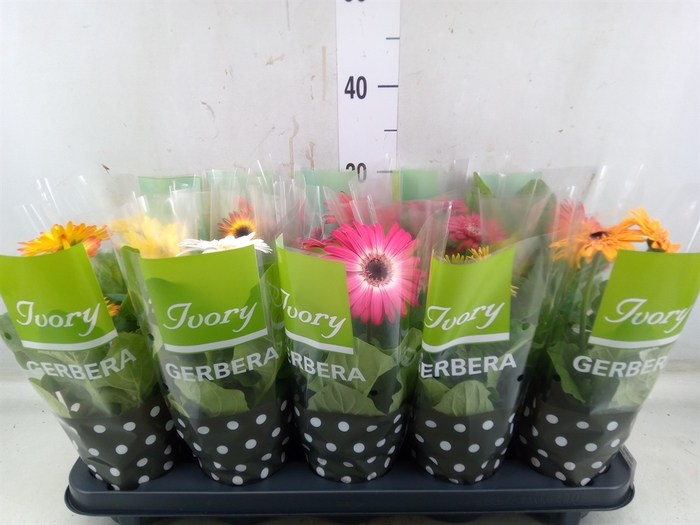 <h4>Gerbera  'Ivory'   ...mix</h4>