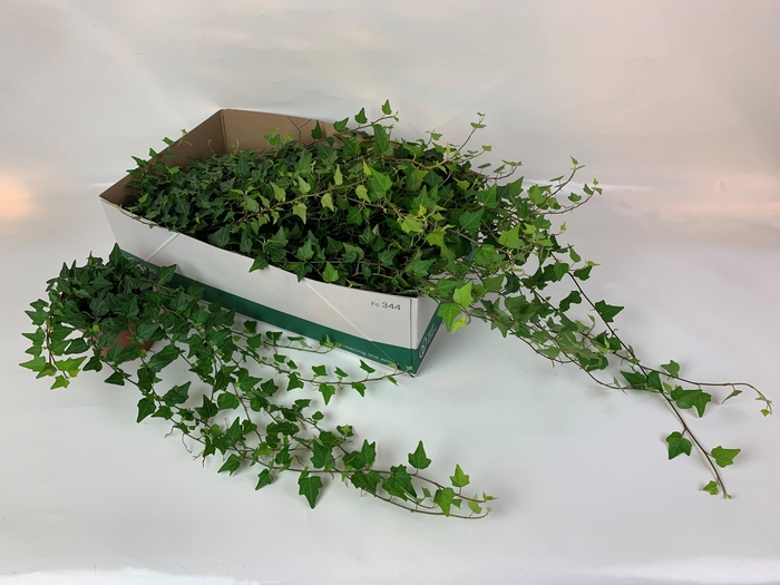 <h4>HED HE WILCO</h4>