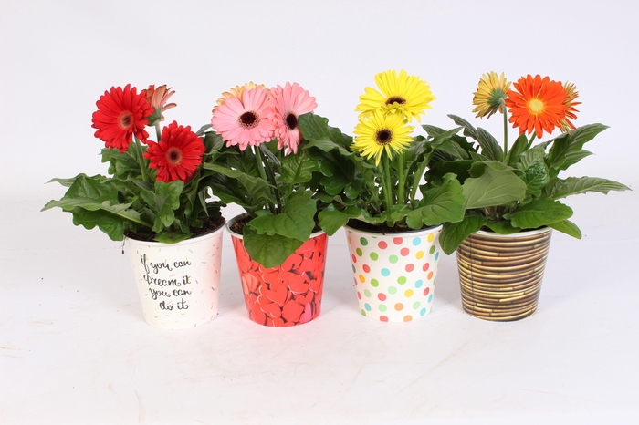 <h4>Gerbera gemengd 2+ in surprise beker 4assorti</h4>