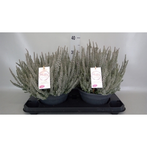 Calluna vulg. 'Garden G Fluffy'