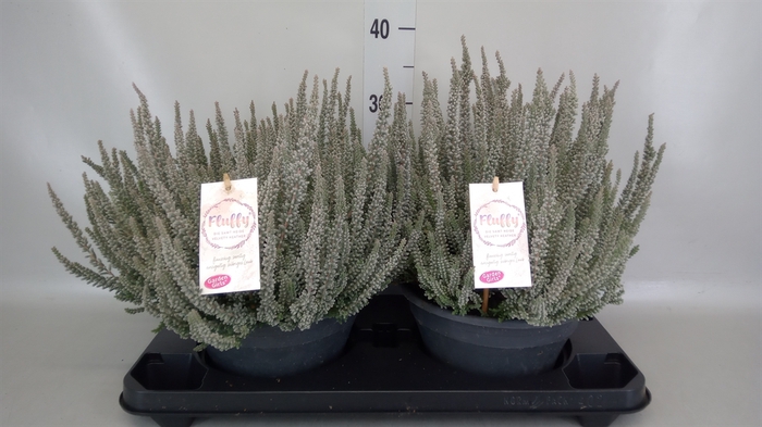 Calluna vulg. 'Garden G Fluffy'