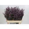 Limonium ov Piuma Sky