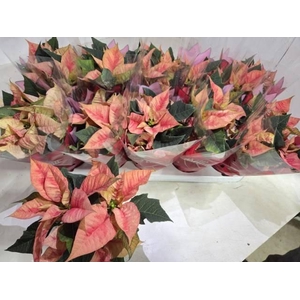 EUPHOR P ICE PRINCES